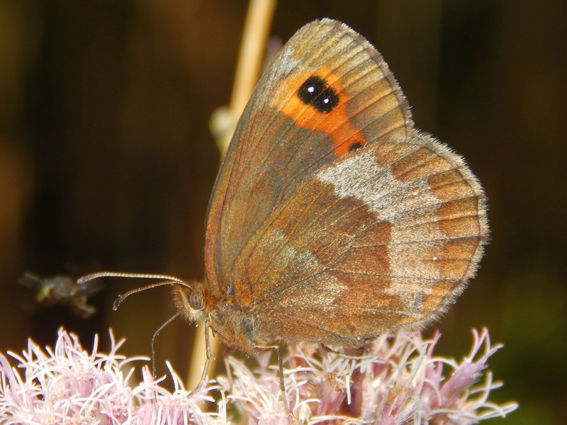 Erebia 1 da ID - Erebia aethiops